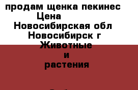 продам щенка пекинес › Цена ­ 3 000 - Новосибирская обл., Новосибирск г. Животные и растения » Собаки   